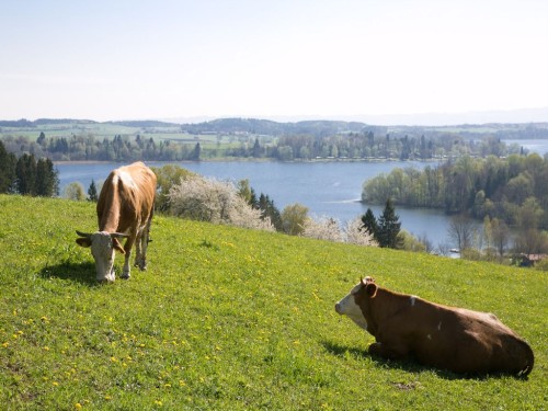 Waginger See - Tachinger See