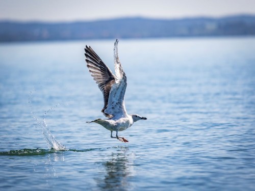 Vogelbeobachtung