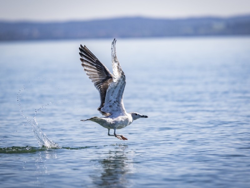 Natur.Erlebnis.Chiemsee