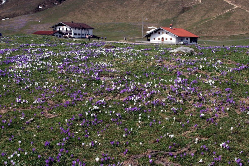 Krokosblte Heuberg